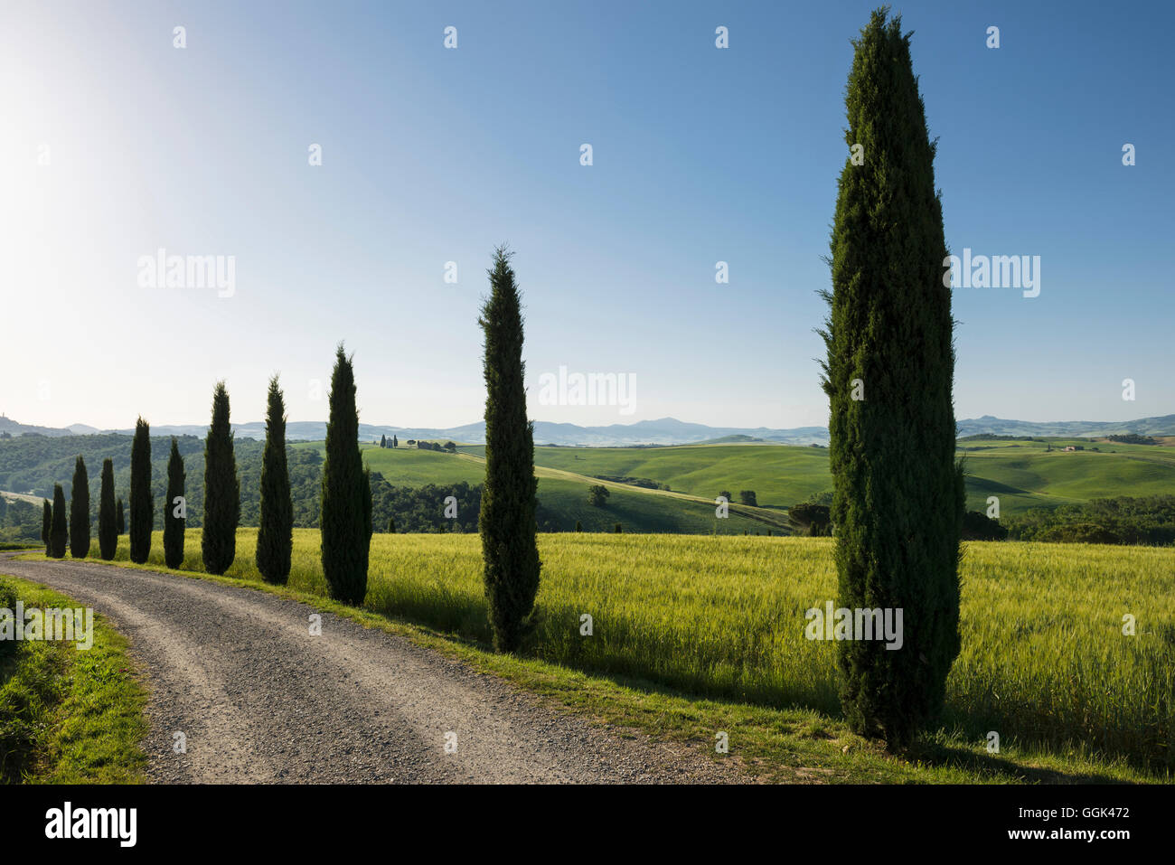 Viale di Cipressi, nei pressi di San Quirico d'Orcia, Val d'Orcia, in provincia di Siena, Toscana, Italia, patrimonio mondiale dell UNESCO Foto Stock