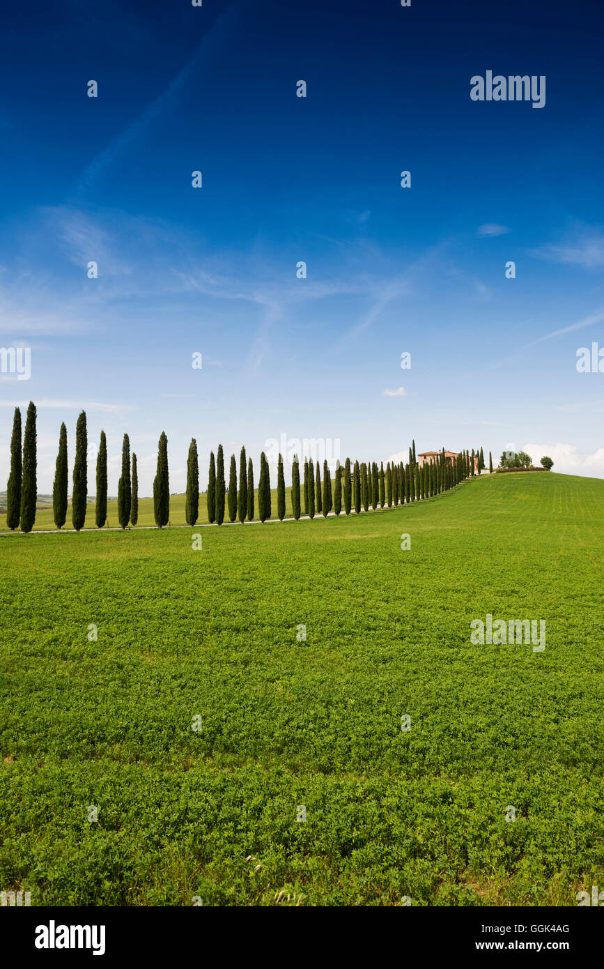 Paese di residenza e di cipressi, nei pressi di San Quirico d'Orcia, Val d'Orcia, in provincia di Siena, Toscana, Italia, UNESCO World Heri Foto Stock