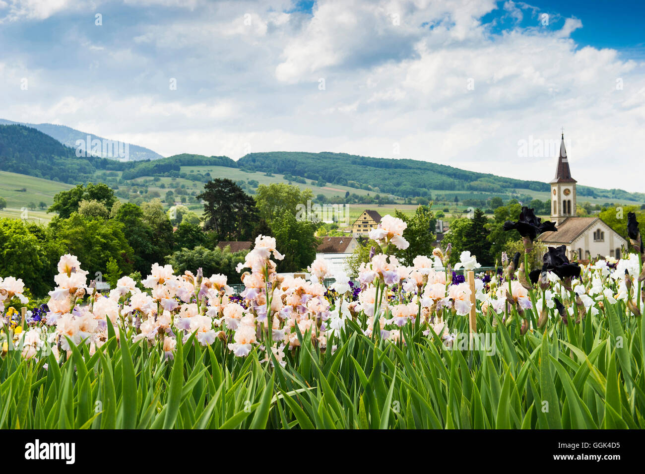 Flower prato con la fioritura di iris, Laufen vicino a Sulzburg, Markgraeflerland, Foresta Nera, Baden-Wuerttemberg, Germania Foto Stock