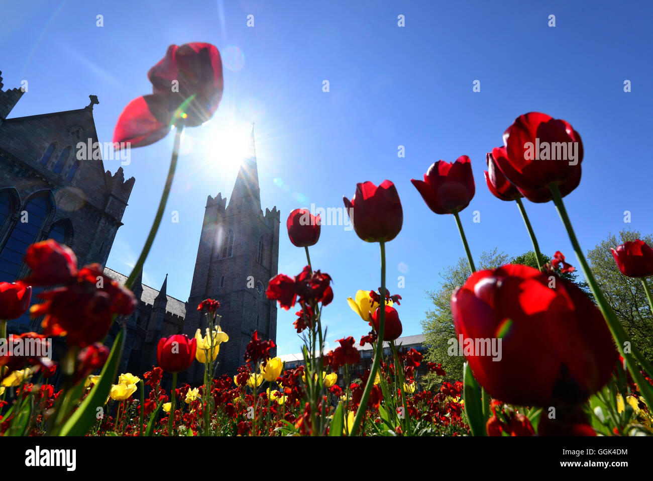 I Tulipani di fronte alla Cattedrale di San Patrizio, Dublino, Irlanda Foto Stock