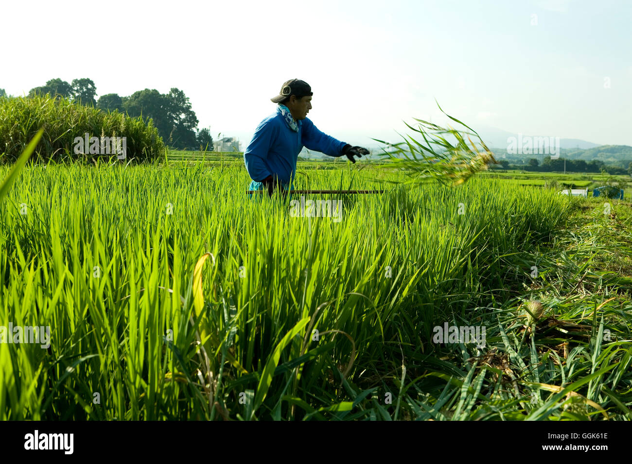 Agricoltore lavora in un campo di riso, Kyoto, la regione di Kansai, Giappone Foto Stock