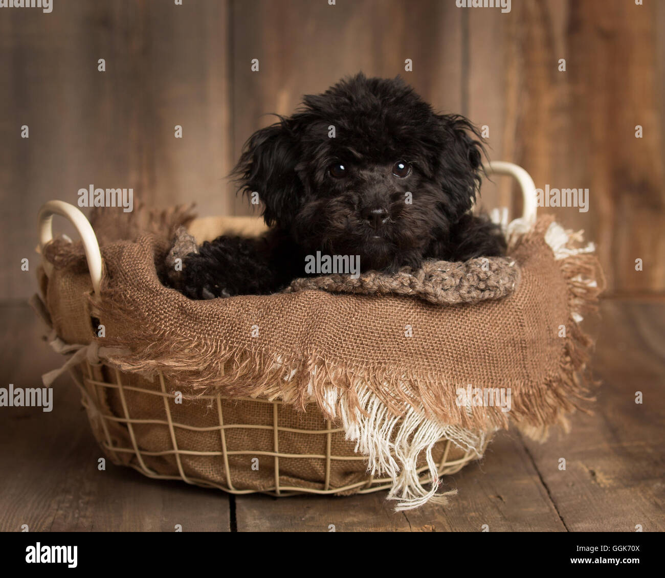 Carino cockapoo nero in una ciotola in un ambiente di studio Foto Stock