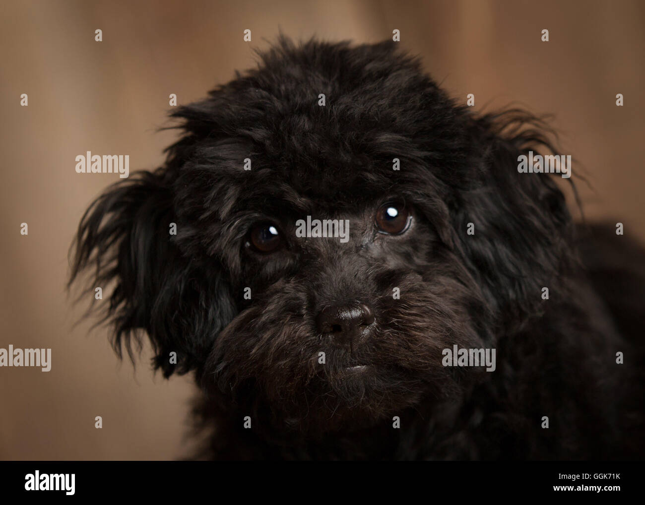 Carino cockapoo nero colpo di testa Foto Stock