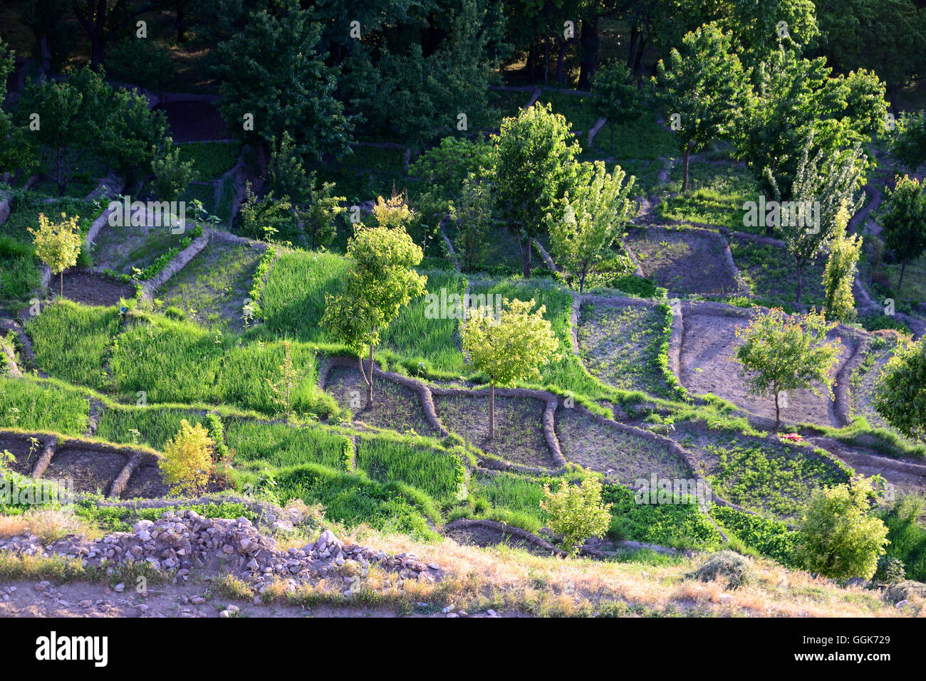 Campi Dogubayazit vicino al monte Ararat, curdi della zona popolata, Anatolia orientale, orientale della Turchia Turchia Foto Stock