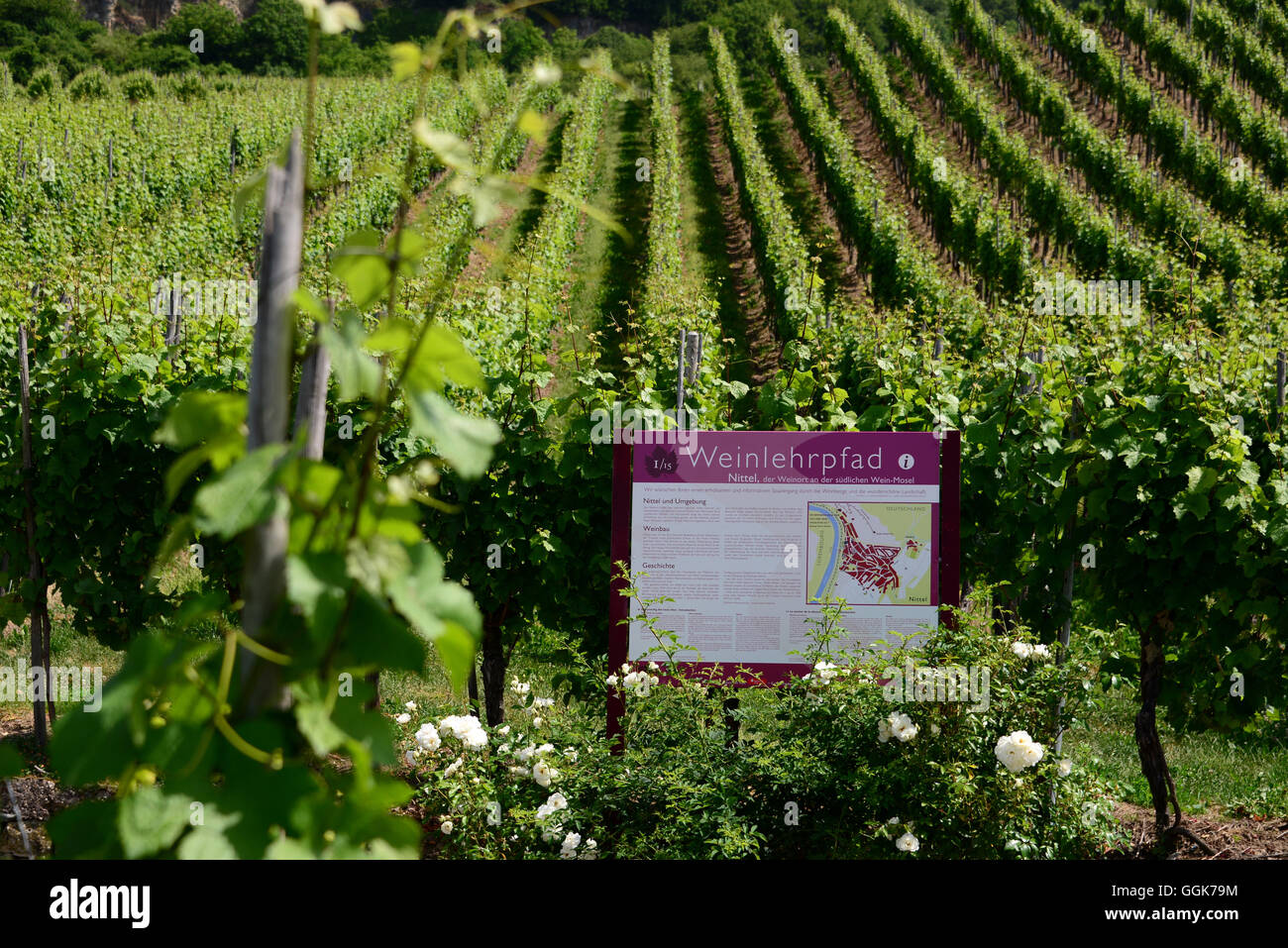 Vino sentiero didattico nei pressi di Nittel lungo il fiume Mosel, Renania-Palatinato, Germania Foto Stock