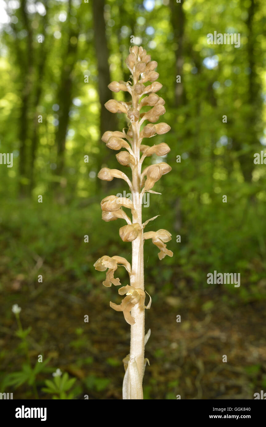 Bird's-nest Orchid - Neottia nidus-avis Foto Stock