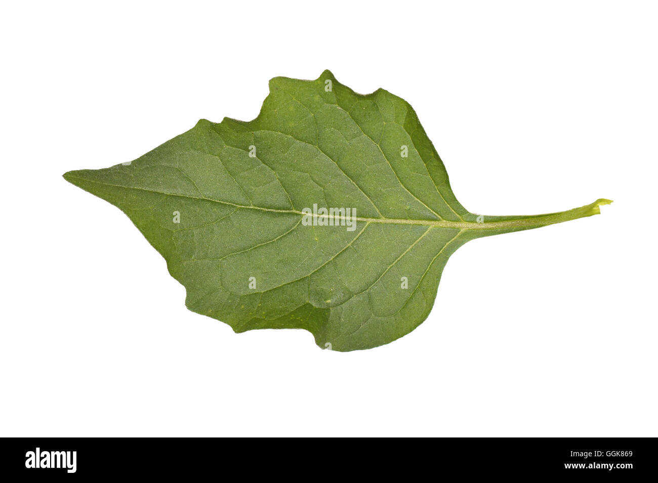 Erba Morella - Solanum nigrum Foto Stock