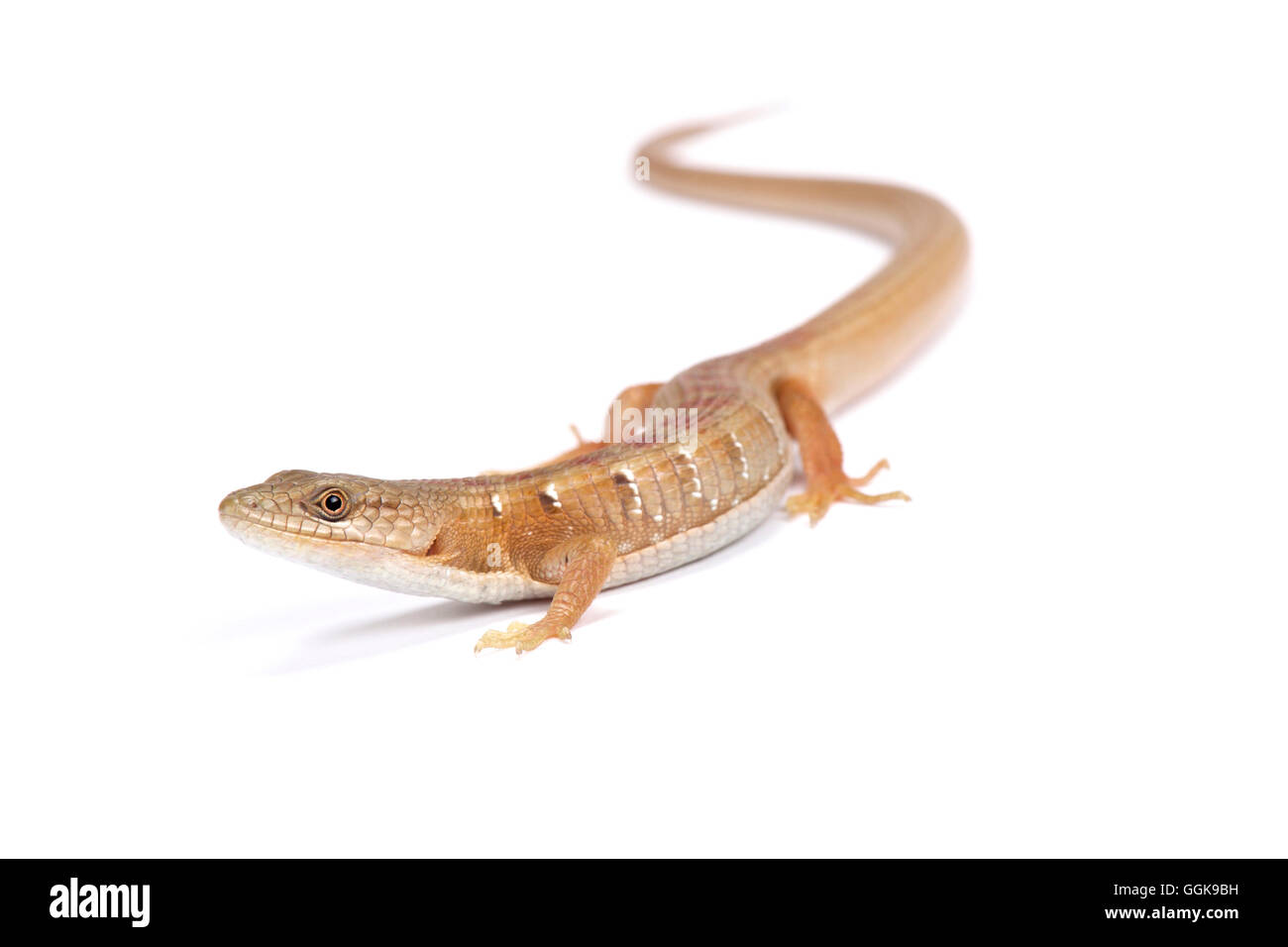 Southern alligator lizard (Elgaria multicarinata) Foto Stock