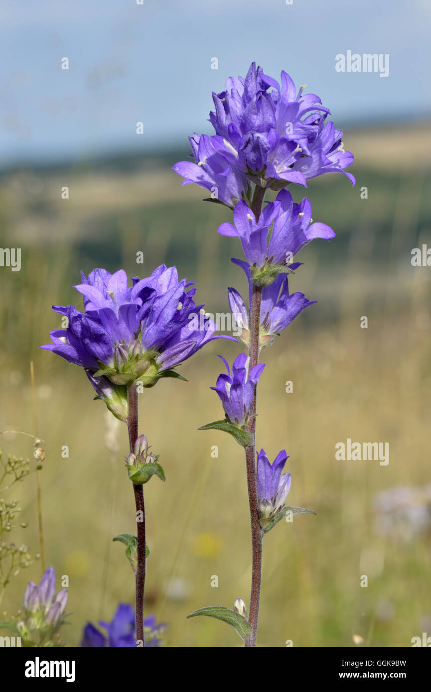 Clustered Campanula - Campanula glomerata Foto Stock