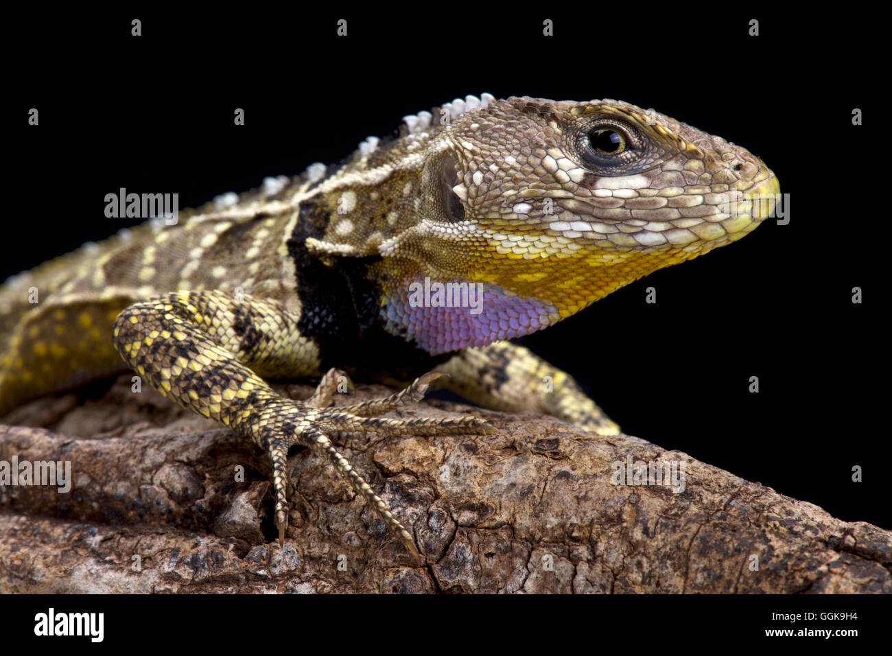 Peruviano throated viola lizard (Stenocercus imitatore) Foto Stock