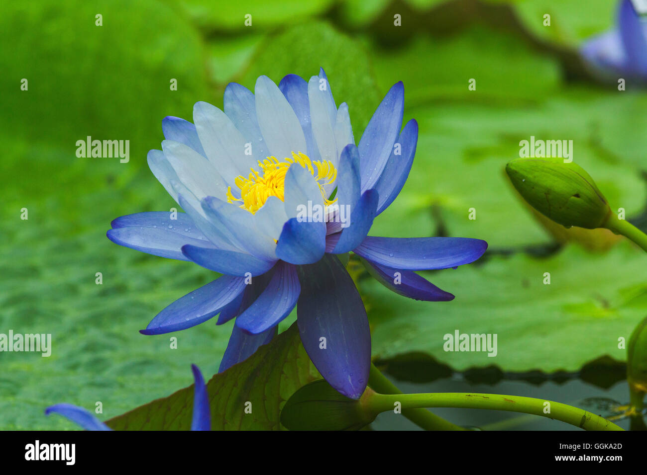 Piante acquatiche e fiore nel giardino botanico di Monaco di Baviera, Baviera, Baviera, Germania Foto Stock