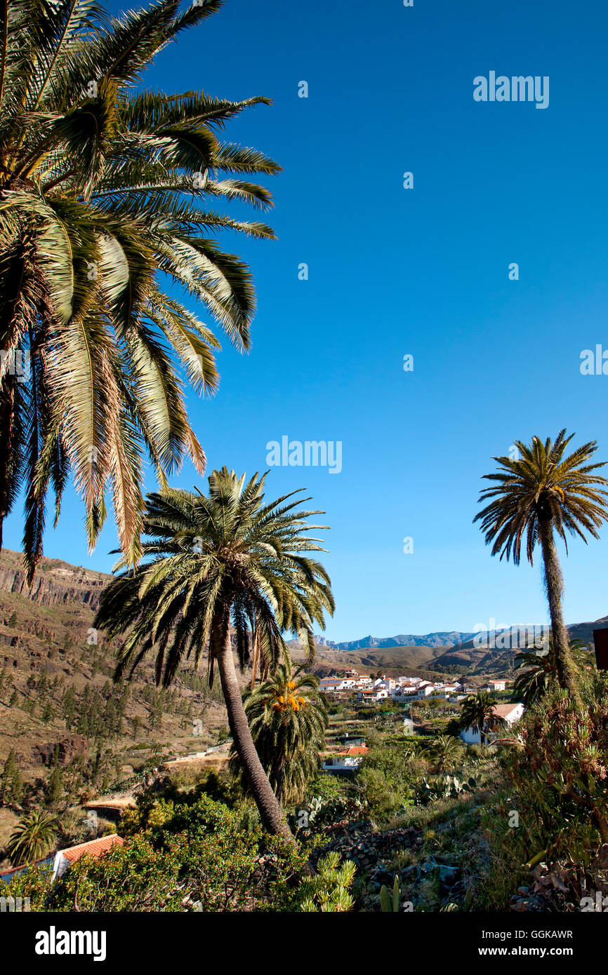 Gli alberi di palma, Fataga, Gran Canaria Isole Canarie Spagna Foto Stock