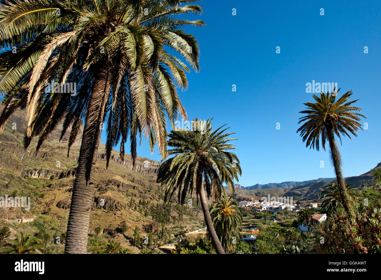 Gli alberi di palma, Fataga, Gran Canaria Isole Canarie Spagna Foto Stock