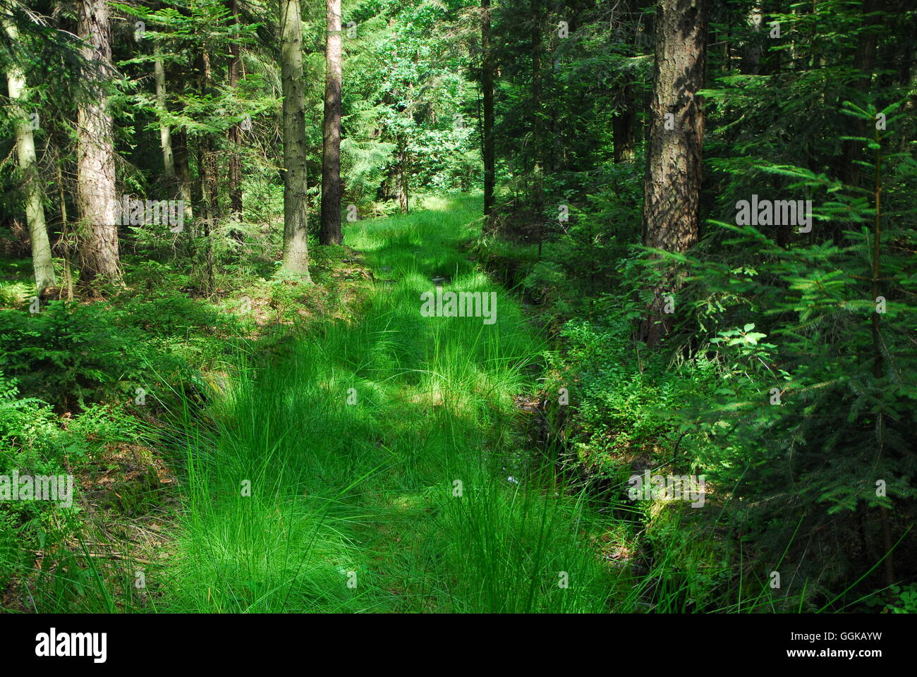 Strada forestale, erba, erba verde, strada verde Foto Stock