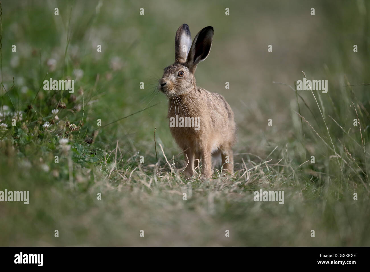 Unione brown, lepre Lepus europaeus, unico mammifero su erba, Warwickshire, Luglio 2016 Foto Stock