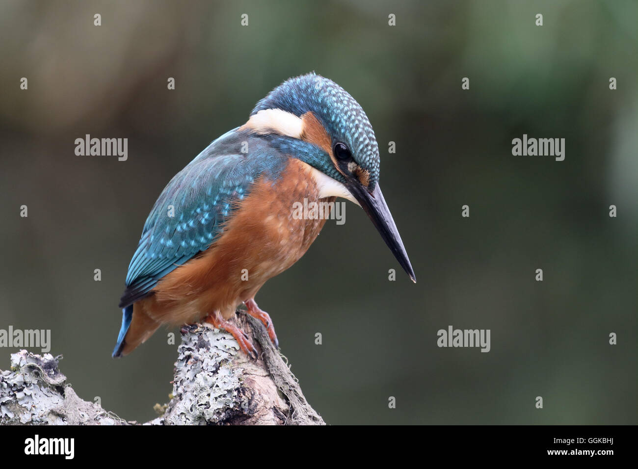 Kingfisher, Alcedo atthis, maschio singolo sul ramo, Warwickshire, Luglio 2016 Foto Stock