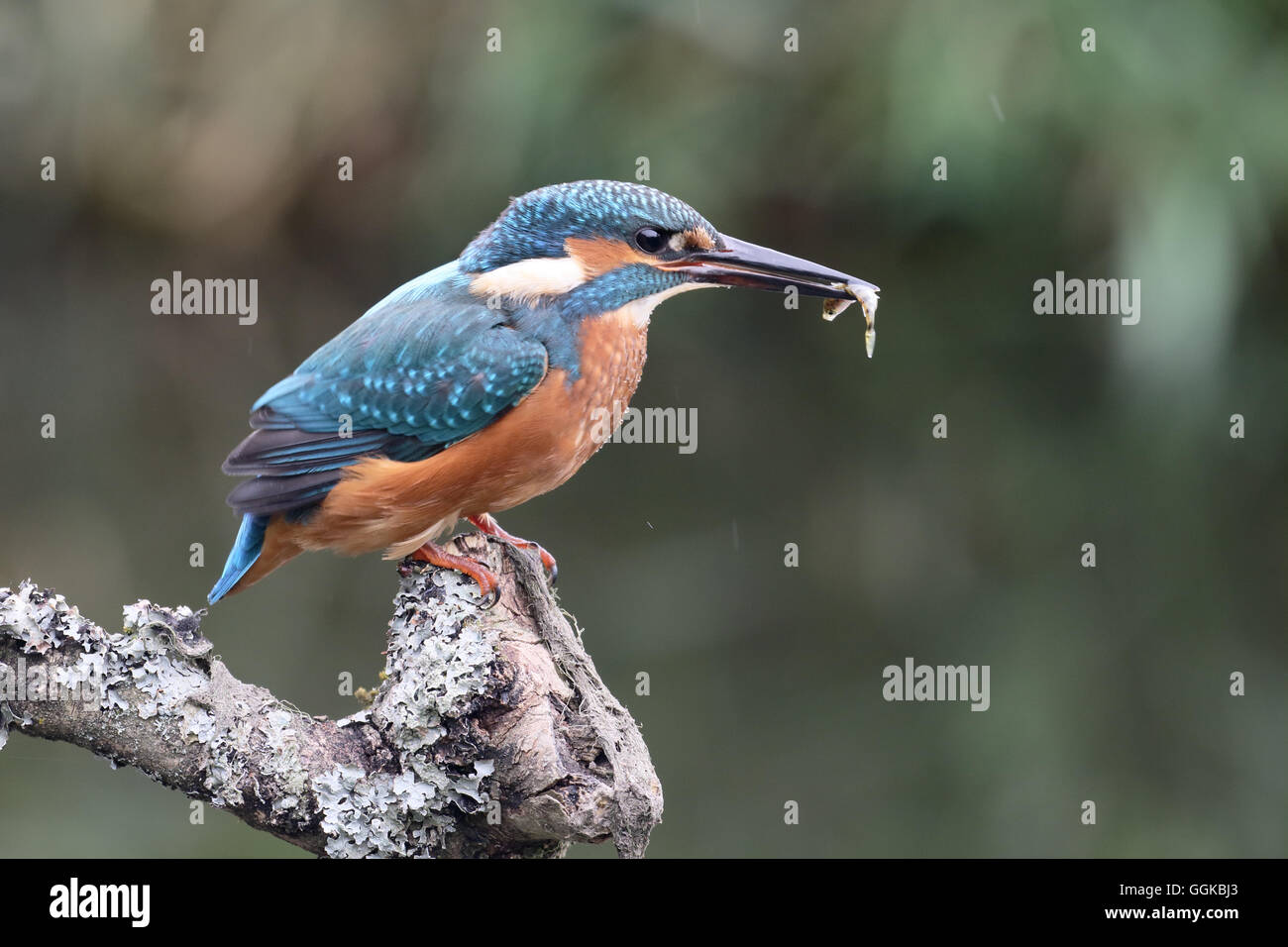 Kingfisher, Alcedo atthis, maschio singolo sul ramo, Warwickshire, Luglio 2016 Foto Stock