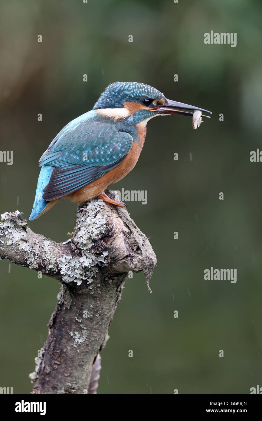 Kingfisher, Alcedo atthis, maschio singolo sul ramo, Warwickshire, Luglio 2016 Foto Stock