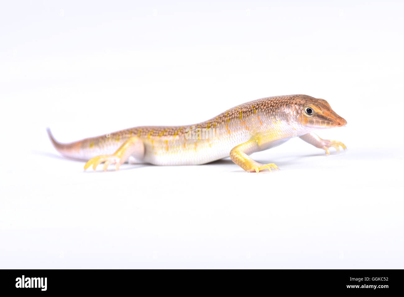 Arabian sand skink (Scincus mitranus) ,Oman Foto Stock