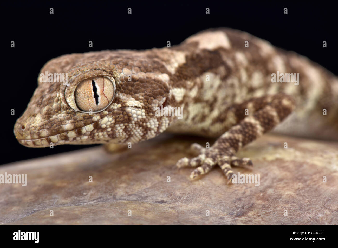 Spaziose rock gecko (Trachydactylus spatalurus), Oman Foto Stock