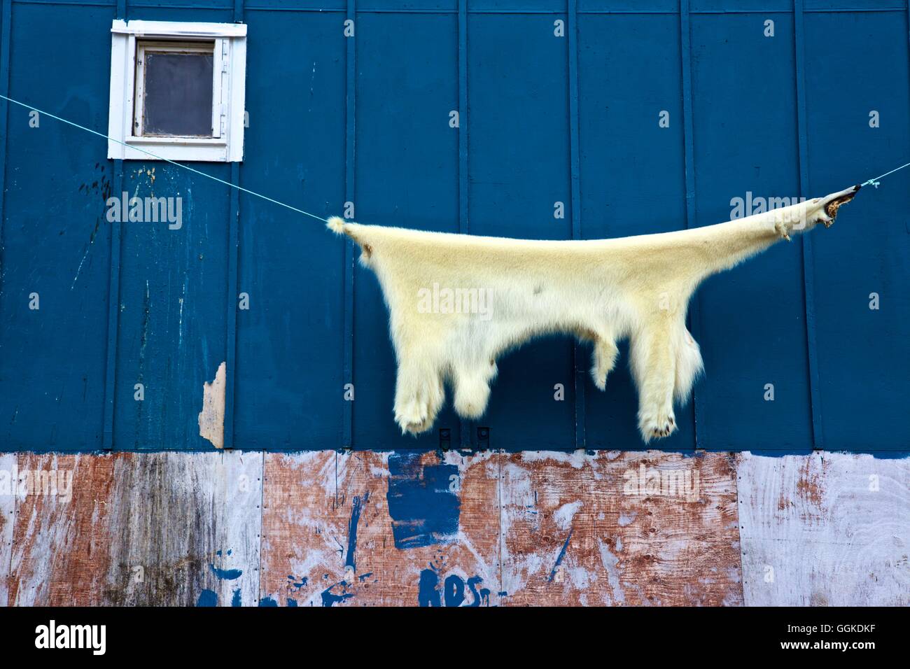 Orso polare in pelle sulla parte esterna di una casa in Isortoq, est della Groenlandia, Groenlandia Foto Stock