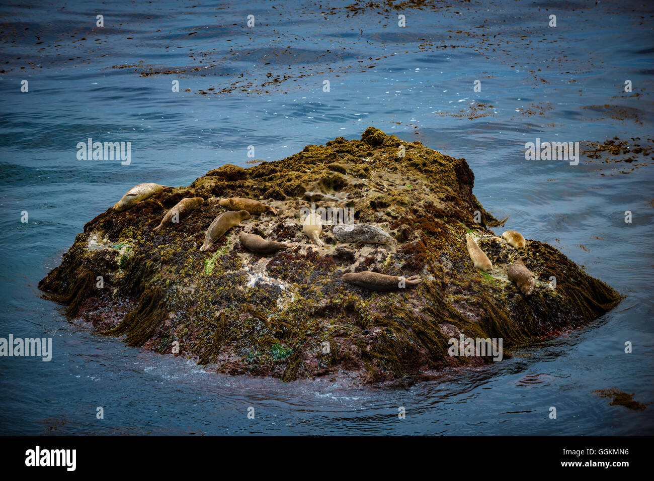 Le guarnizioni di tenuta del porto sul Rock Point Lobos State Park California Foto Stock