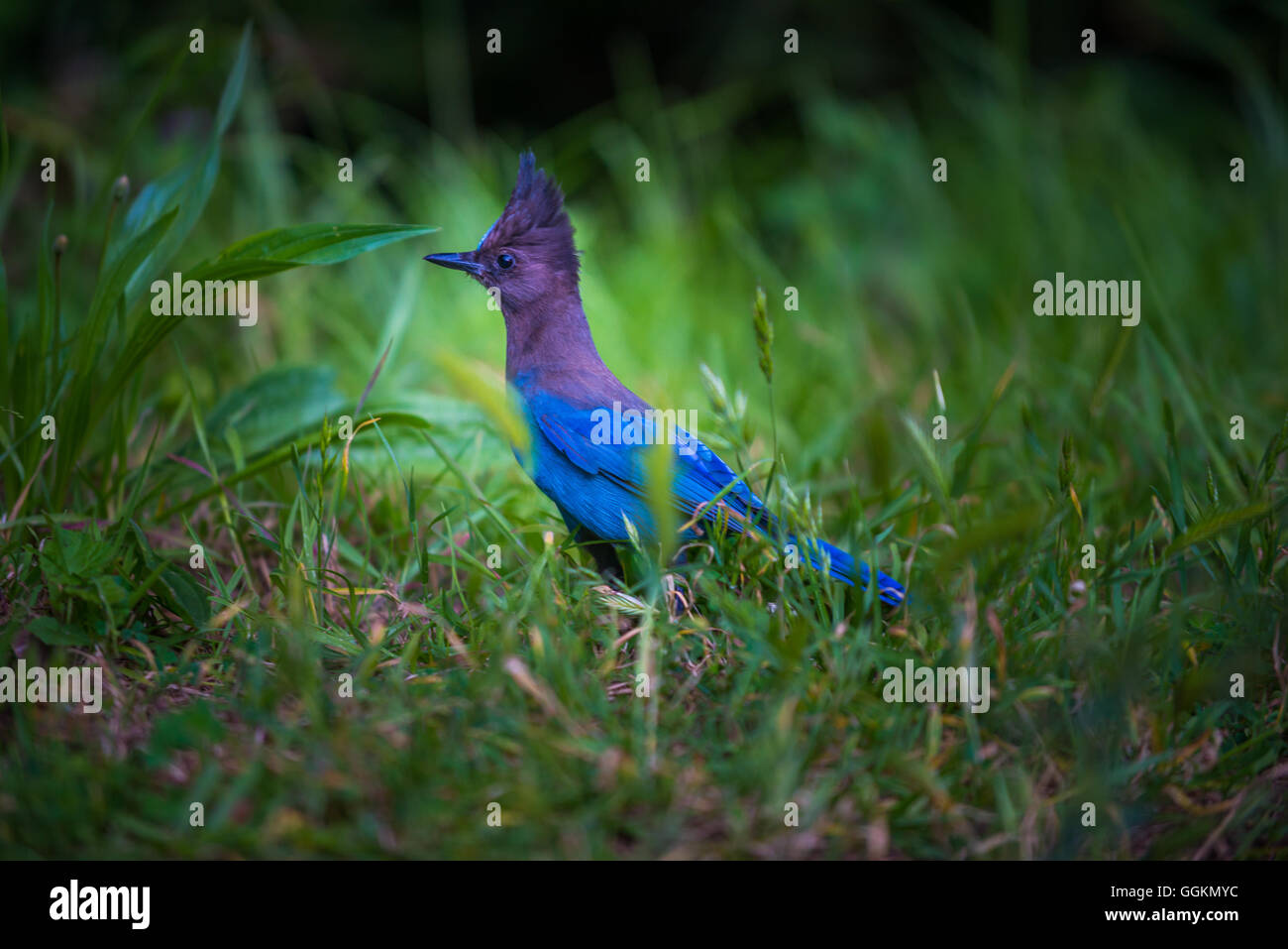 Steller Jay Cyanocitta stelleri costa del Pacifico forma Foto Stock