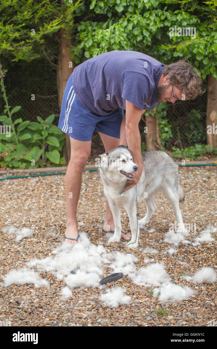 Cappotto di cane cura. Siberian Husky, nella muta, essendo pettinato. (Canis lupus familiaris). Foto Stock