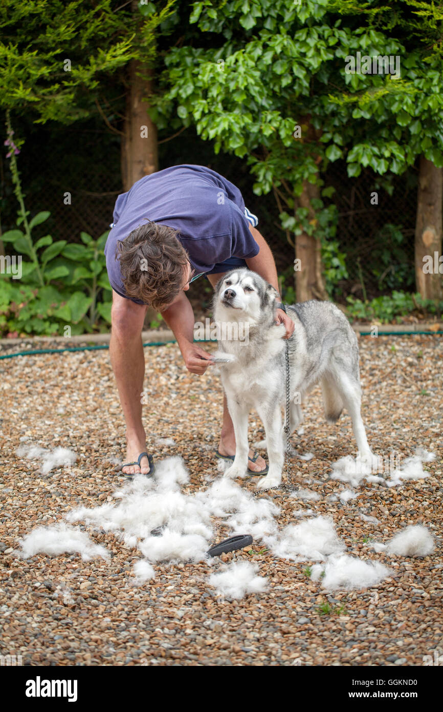 Cappotto di cane cura. Siberian Husky, nella muta, essendo pettinato. (Canis lupus familiaris). Foto Stock