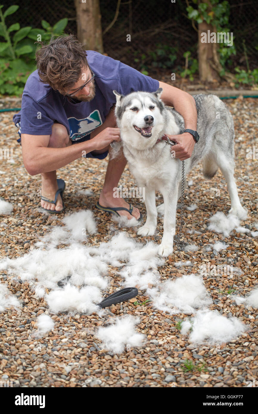 Cappotto di cane cura. Siberian Husky, nella muta, essendo pettinato. (Canis lupus familiaris). Foto Stock
