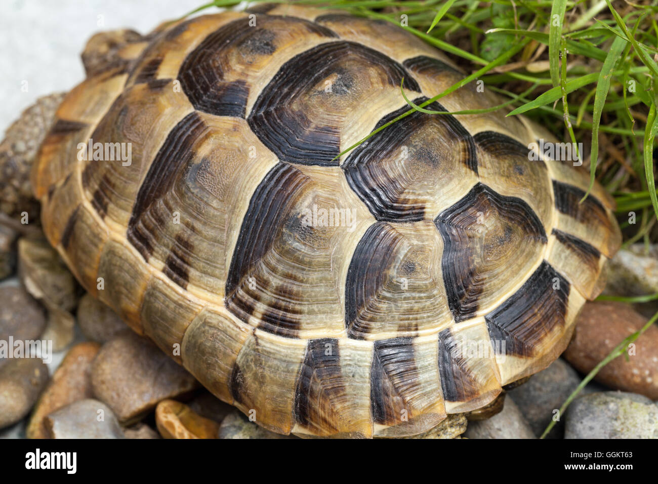 Sperone mediterraneo-thighed tartaruga (Testudo graeca). I capretti, circa sette anni. Gli anelli di crescita su ciascun scute. Foto Stock