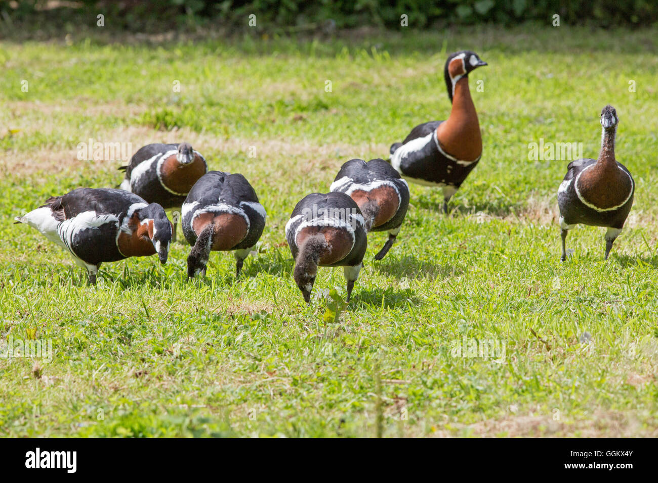 Red-breasted Goose (Branta ruficollis). Adulti uccelli genitore, estrema sinistra e posteriore destra, disegni di cinque giovani immaturi di uccelli. Foto Stock
