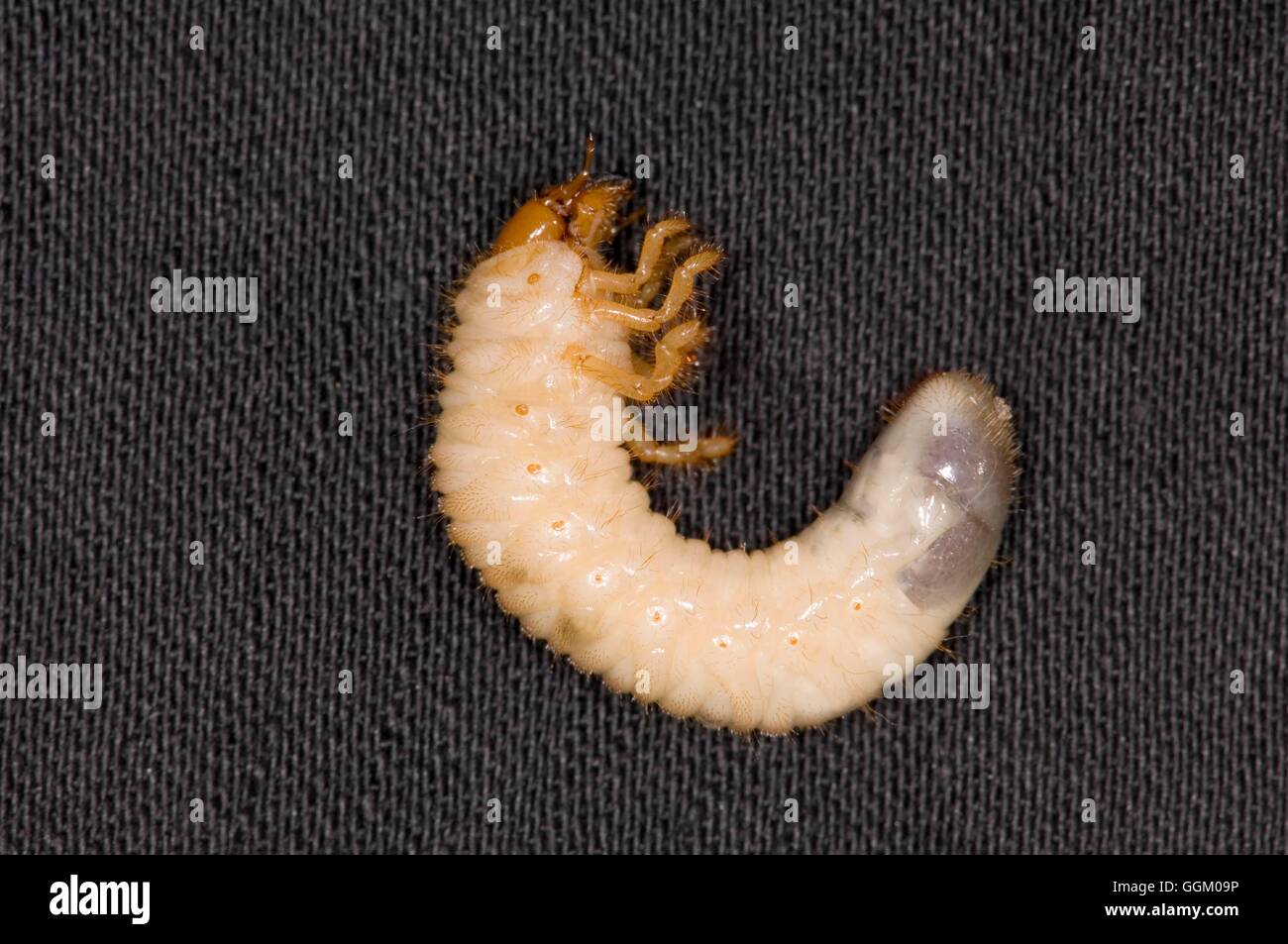 Cockchafer o Maybug Grub/larva- - (Melolongantha melolonantha) MIW253511 Foto Stock
