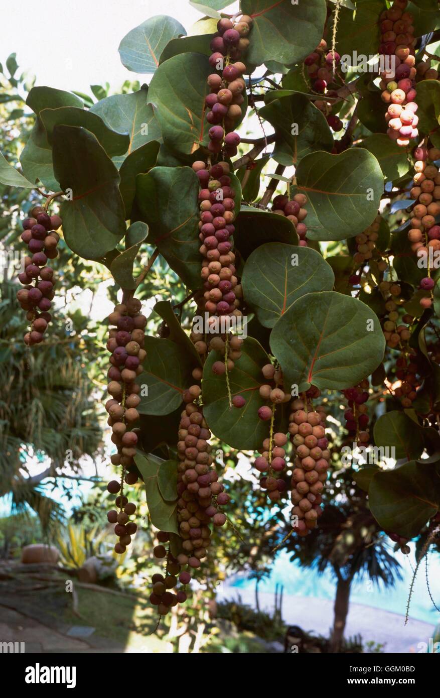 Coccoluba uvifera- - Mare MIW uva253559 Foto Stock