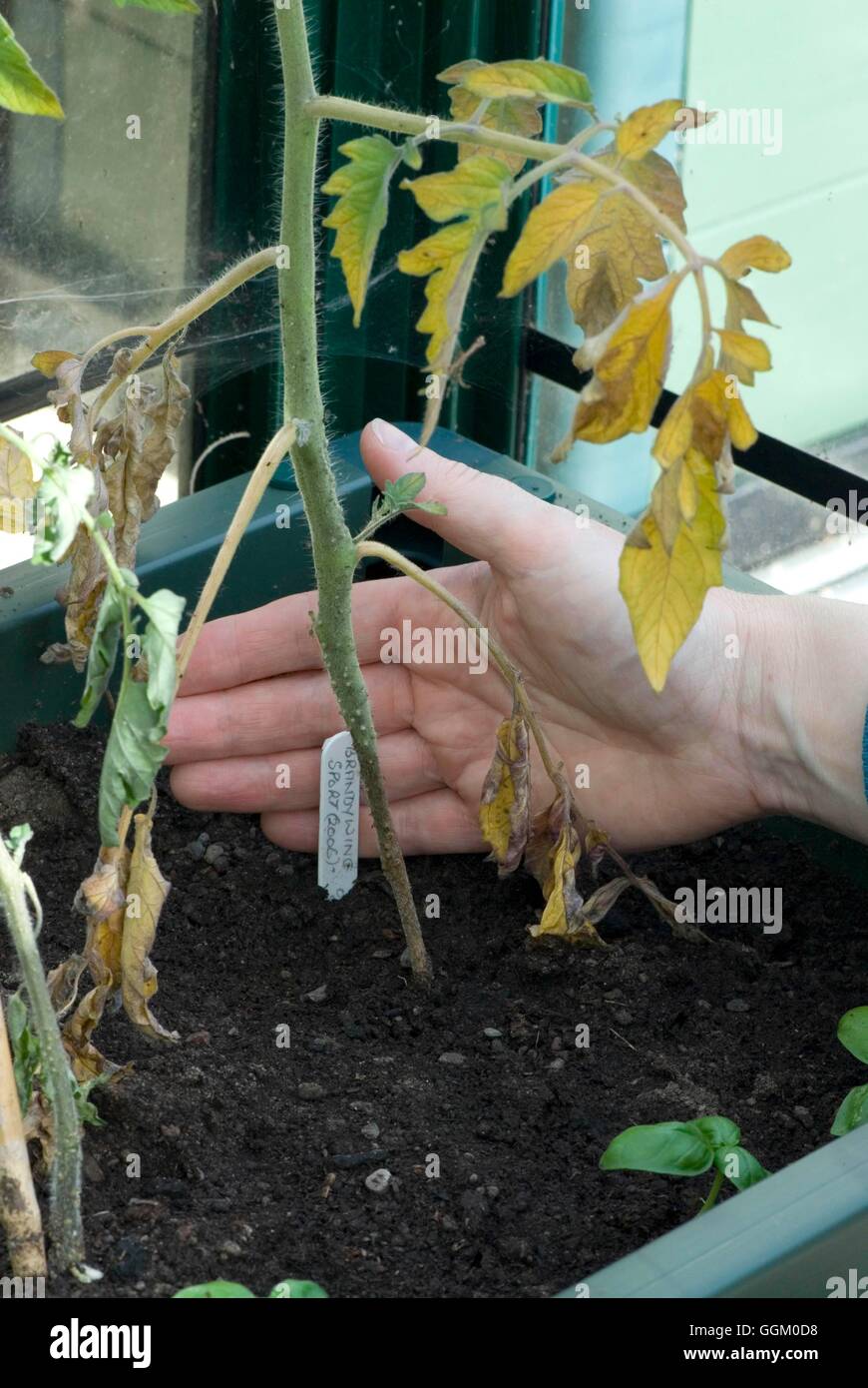 Marciume bruno e radice Corky- sulla pianta di pomodoro- - (fungo Pyrenocheata lycopersici) MIW253607 foto Foto Stock