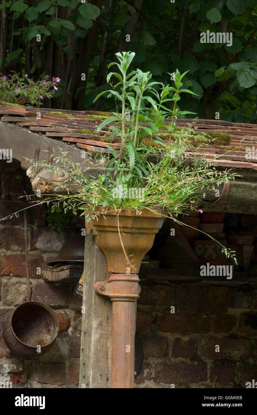 Erbacce- crescere in grondaie/pluviale- - (il vecchio giardino di gate presentano al Chelsea FS 2007) MIW253635 Credi obbligatoria Foto Stock