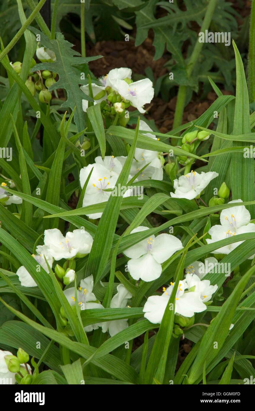 Tradescantia andersoniana "innocenza" MIW253657 Foto Stock