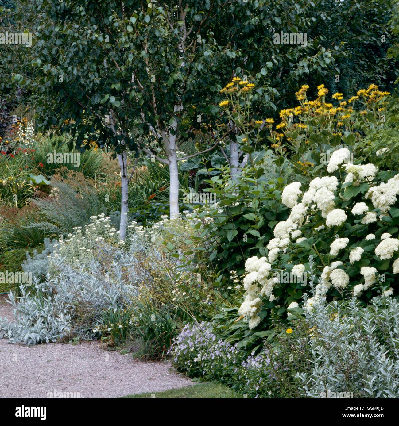 Un confine di colore: bianco e argento - Il Dorothy Clive Memorial Garden. OCB016493 Hortic foto Foto Stock