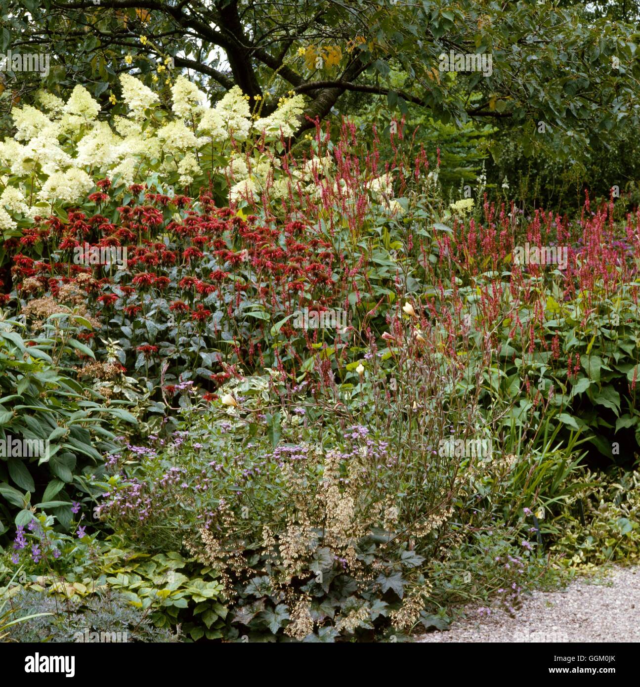 Un confine di colore - Rosso - Con Monarda Persicaria e Heuchera OCB027980 Foto Stock