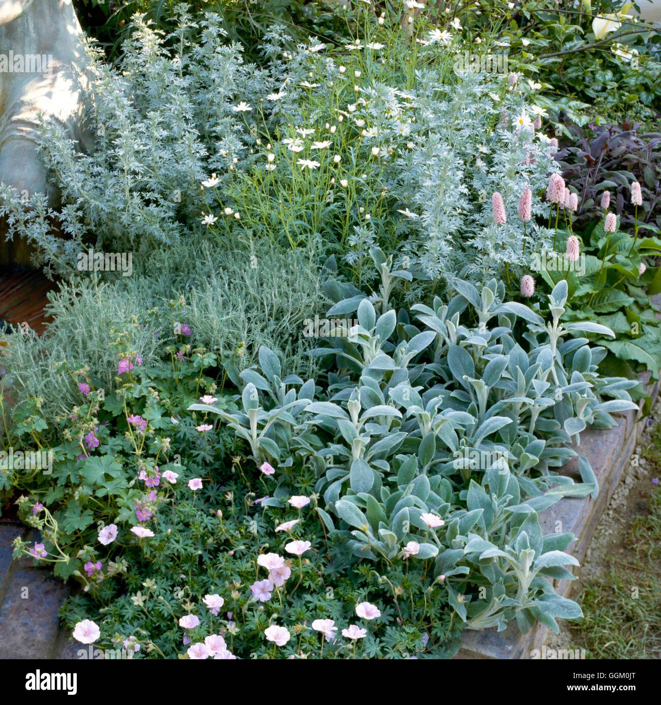 Un confine a colori - argento e rosa - con Artemisia Argyranthemum Persicaria Santolina Stachys & Gerani OCB034 Foto Stock