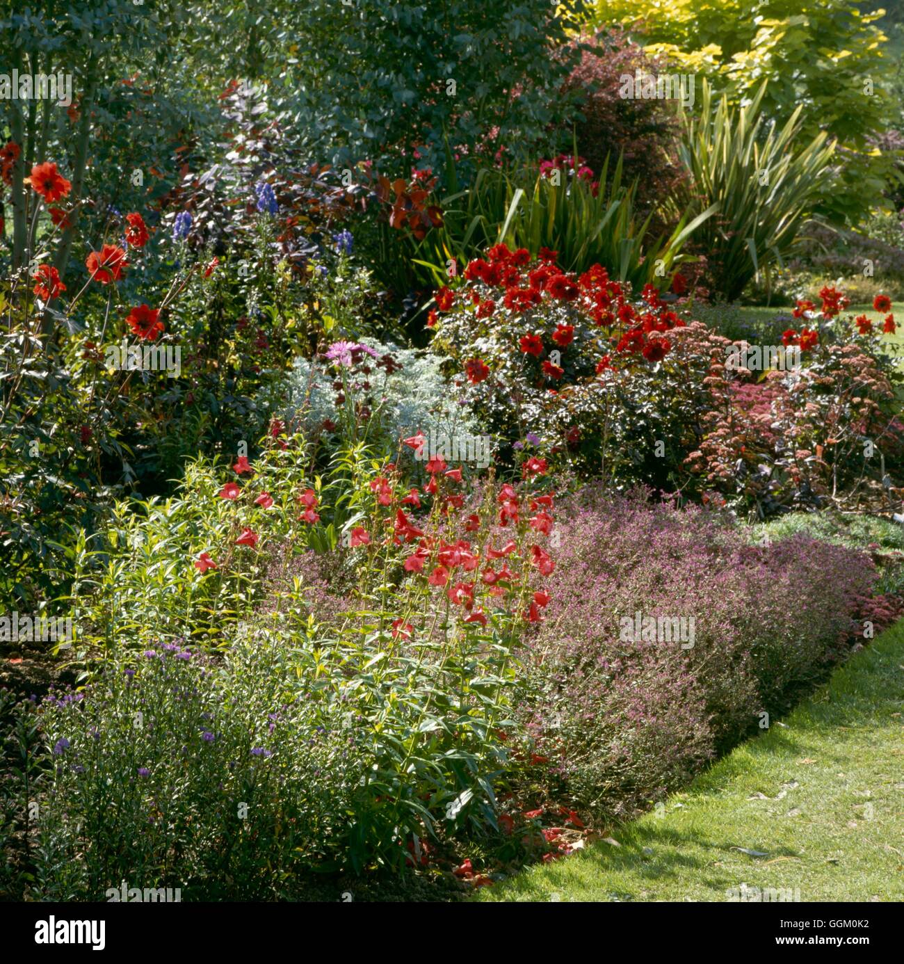 Un confine di colore - Rosso - Con Penstemon e dalie- - (si prega di credito: Foto Hort/Burford House Gardens) OCB046419 Foto Stock