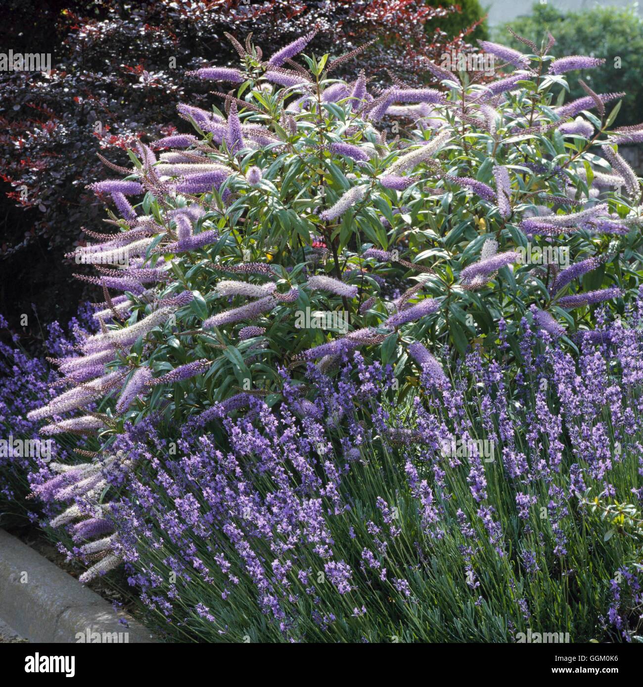 Un confine di colore - Blu - con Hebe e lavanda OCB047729 Foto Stock