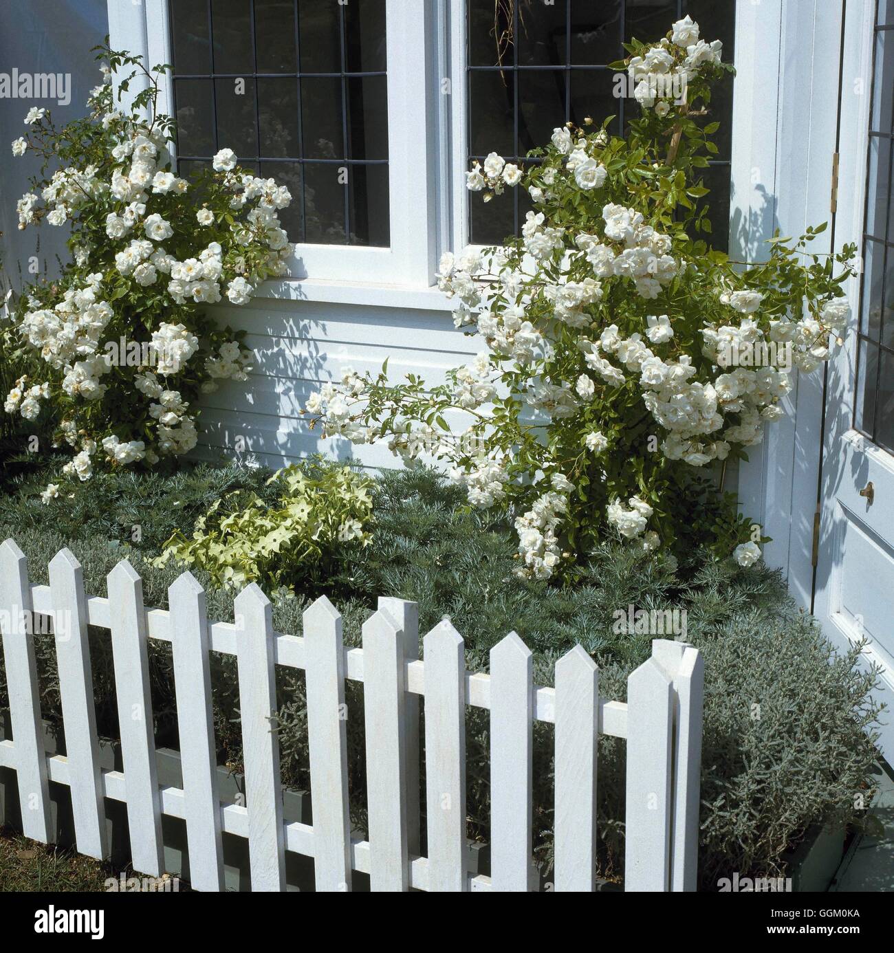 Un confine di colore - bianco e argento - con Santolina Artemisia Nicotiana e Rosa 'Sander White Rambler' AGM OCB0 Foto Stock