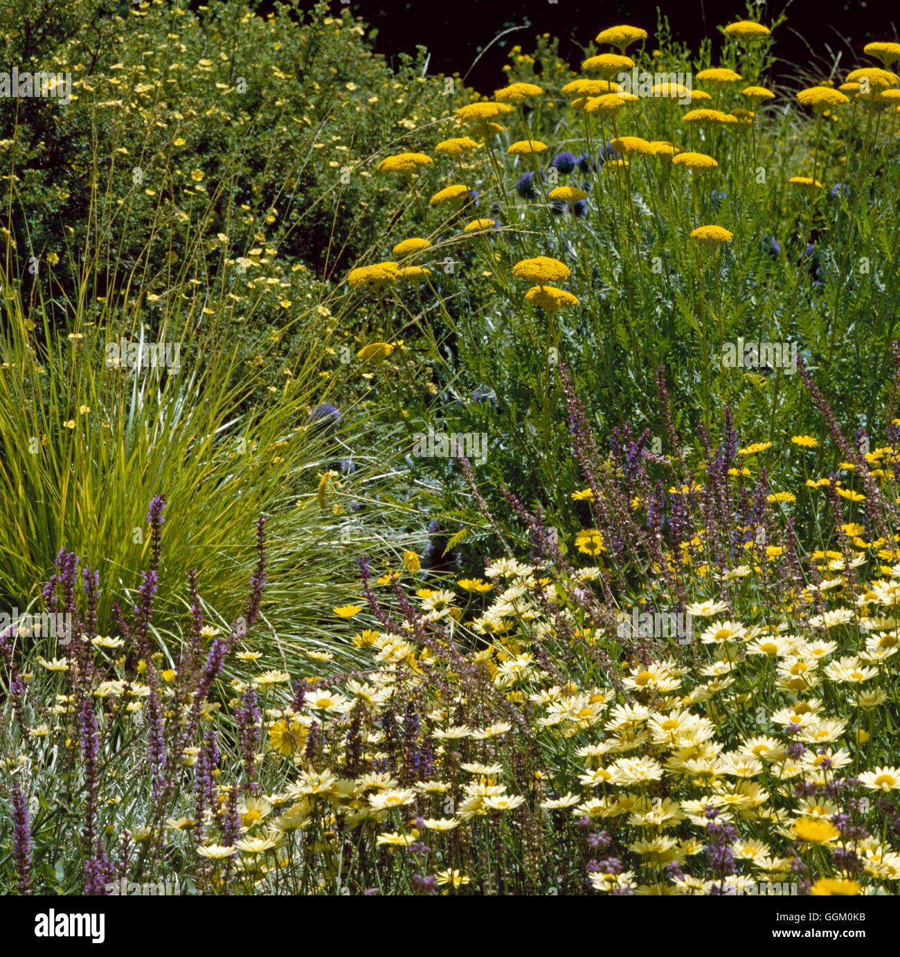 Un colore bordo - Golden - con Anthemis Salvia Achillea Echinops e Potentilla OCB051713 Foto Stock