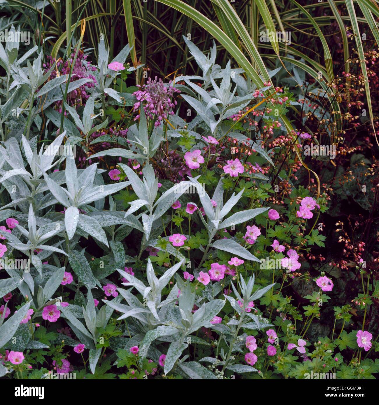 Un confine a colori - argento e rosa - con Artemisia ludoviciana 'Valerie Finis' Allium carinatum ssp. puchellum Heuchera e Ge Foto Stock