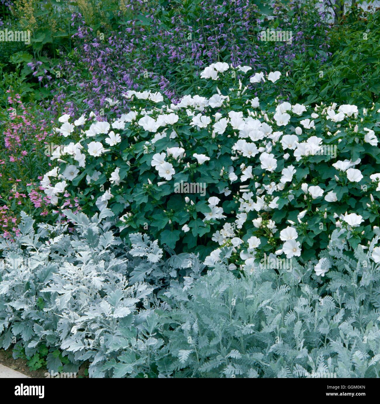 Un confine di colore - bianco e argento - piantate con senecio cineraria Tanacetum ptarmiciflorum e Lavatera 'Mont Blanc " Ref: P Foto Stock