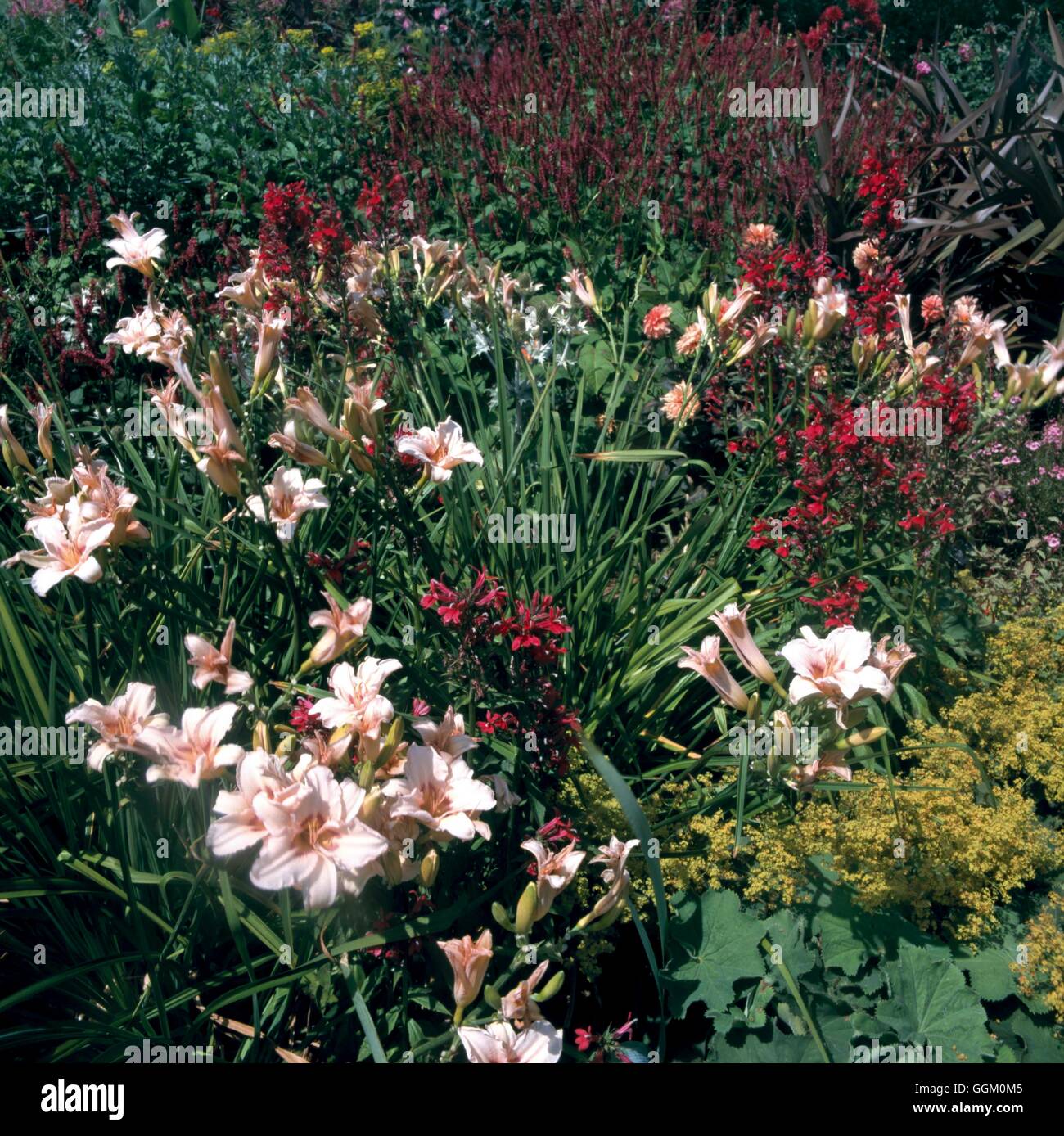 Un confine di colore - Rosso - Con Persicaria Lobelia Phormium e contrastanti Hemerocallis rosa (Hyde Hall RHS Garden) REF: PHS Foto Stock