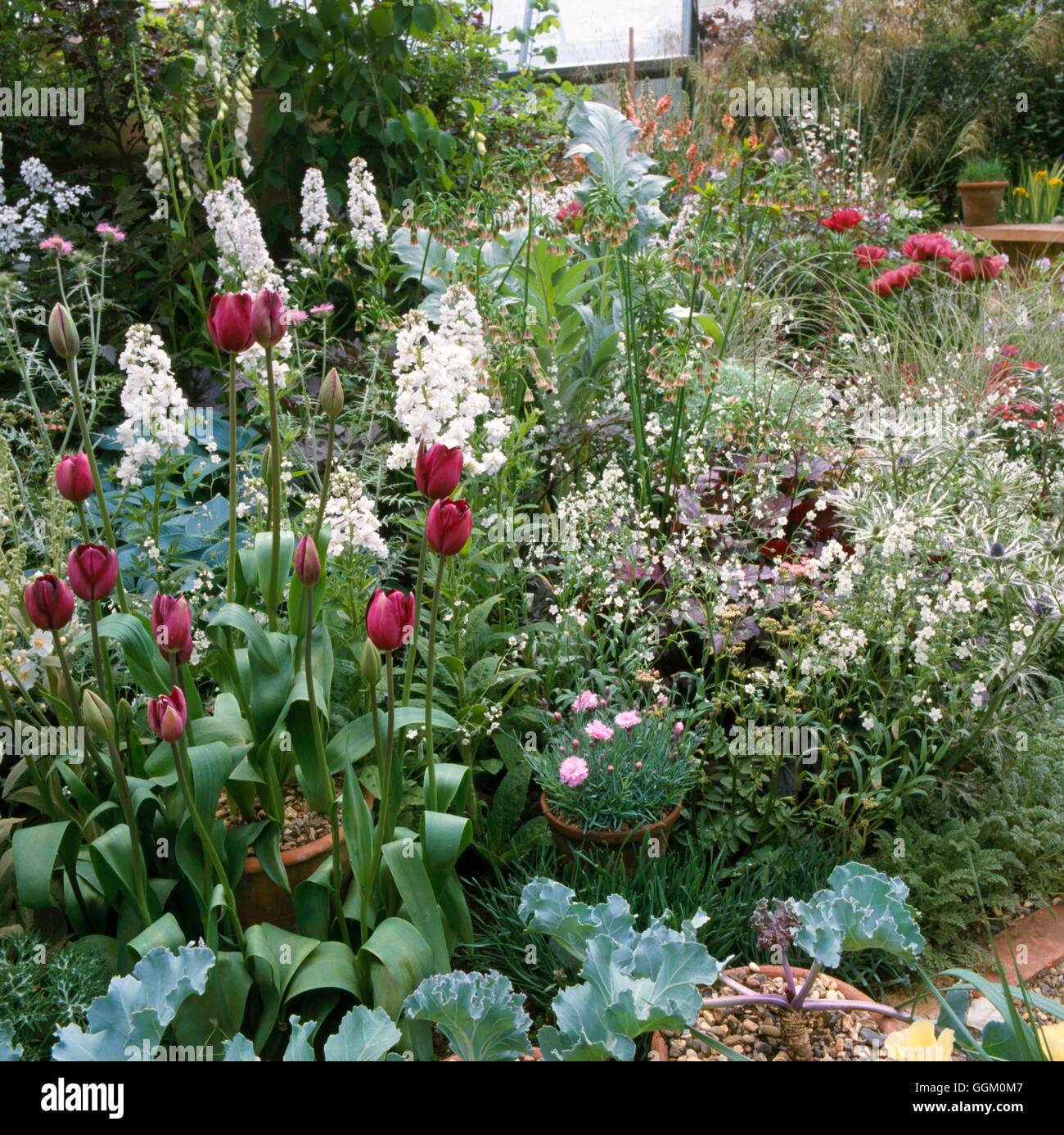 Un confine a colori - argento & Rosa - (si prega di credito: Foto Hort/Carol Klein/ Glebe Cottage piante/C4) OCB085177 Com Foto Stock