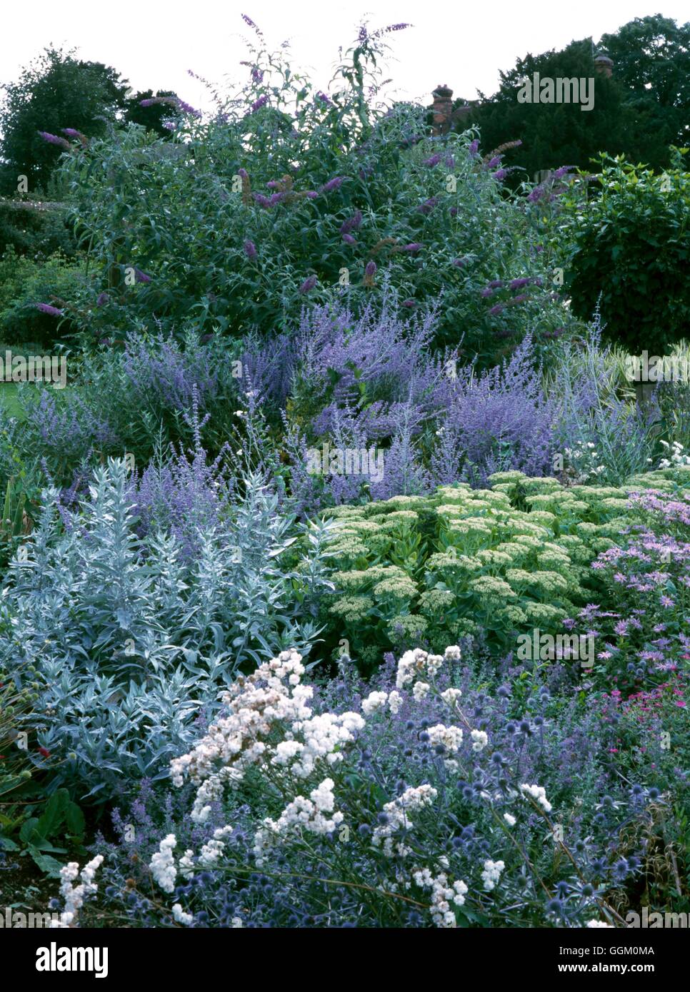 Un confine di colore - Blu - con Achillea Eryngium Nepeta Artemisia Sedum Aster Pervoskia Buddleja OCB086036 Foto Stock