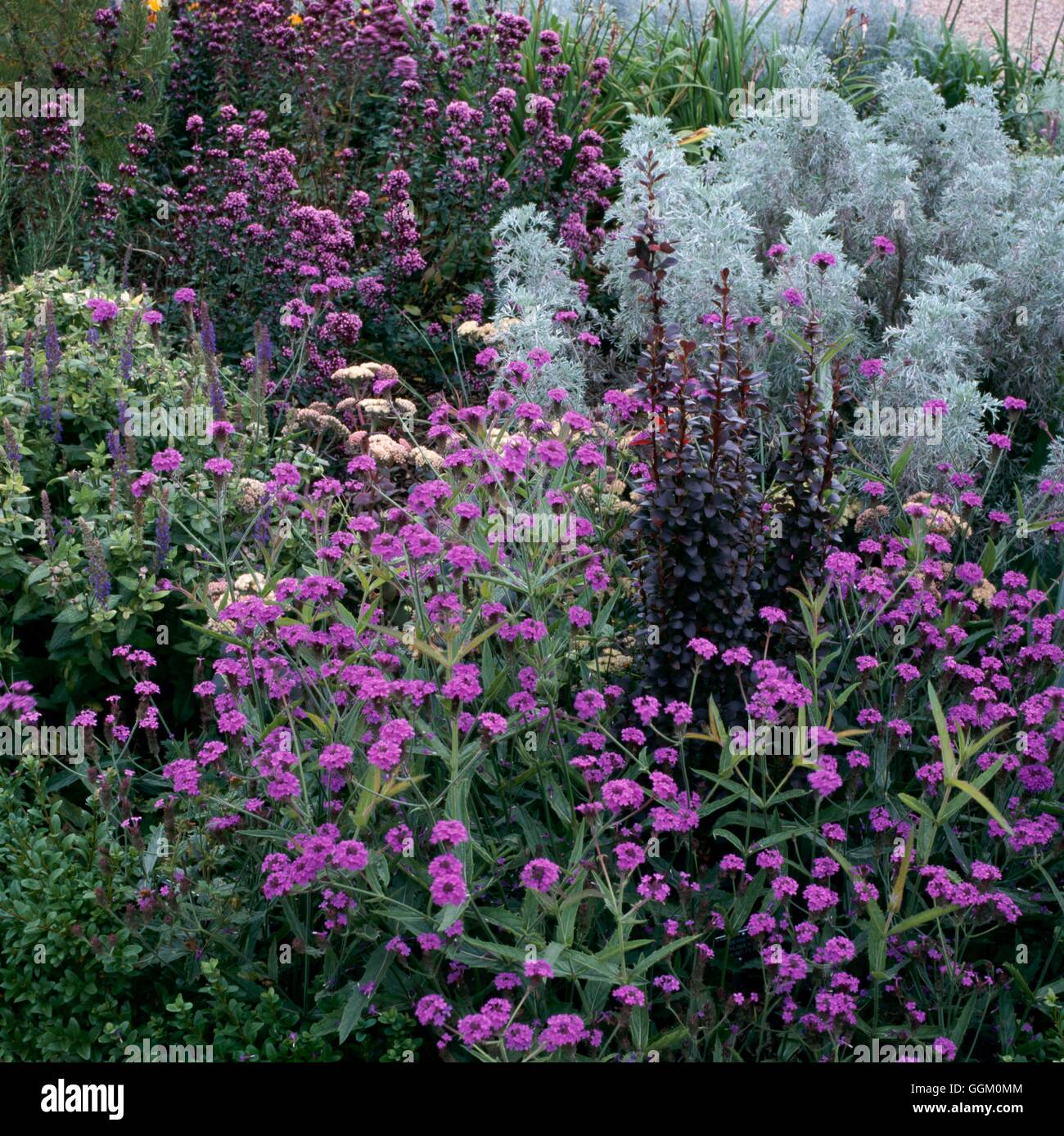 Un confine di colore - Viola - con la Verbena Berberis Sedum Artemisia e origano OCB090425 P Foto Stock